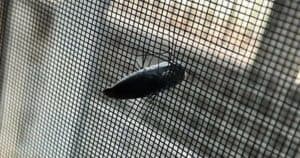 Bullet lands near Victory